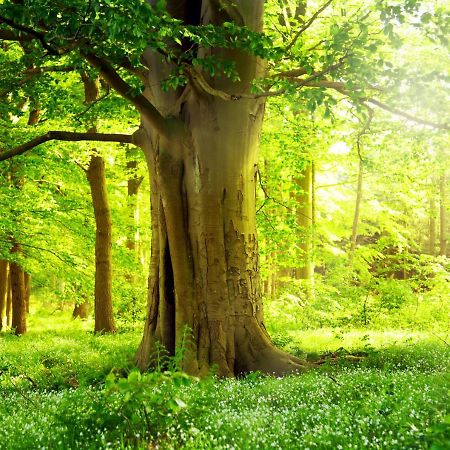 Ferienwohnung Am Weltnaturerbe Grumsin Ziehten Εξωτερικό φωτογραφία