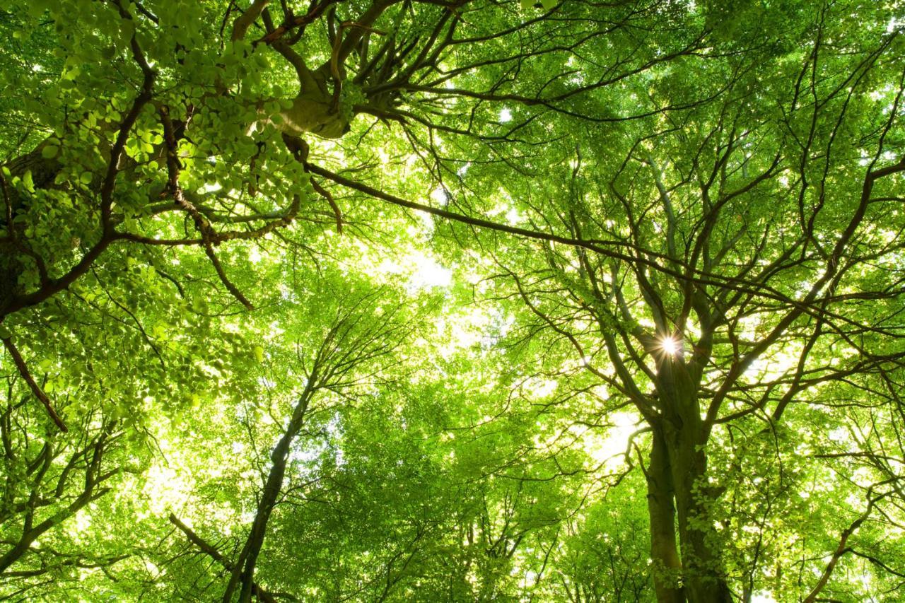 Ferienwohnung Am Weltnaturerbe Grumsin Ziehten Εξωτερικό φωτογραφία