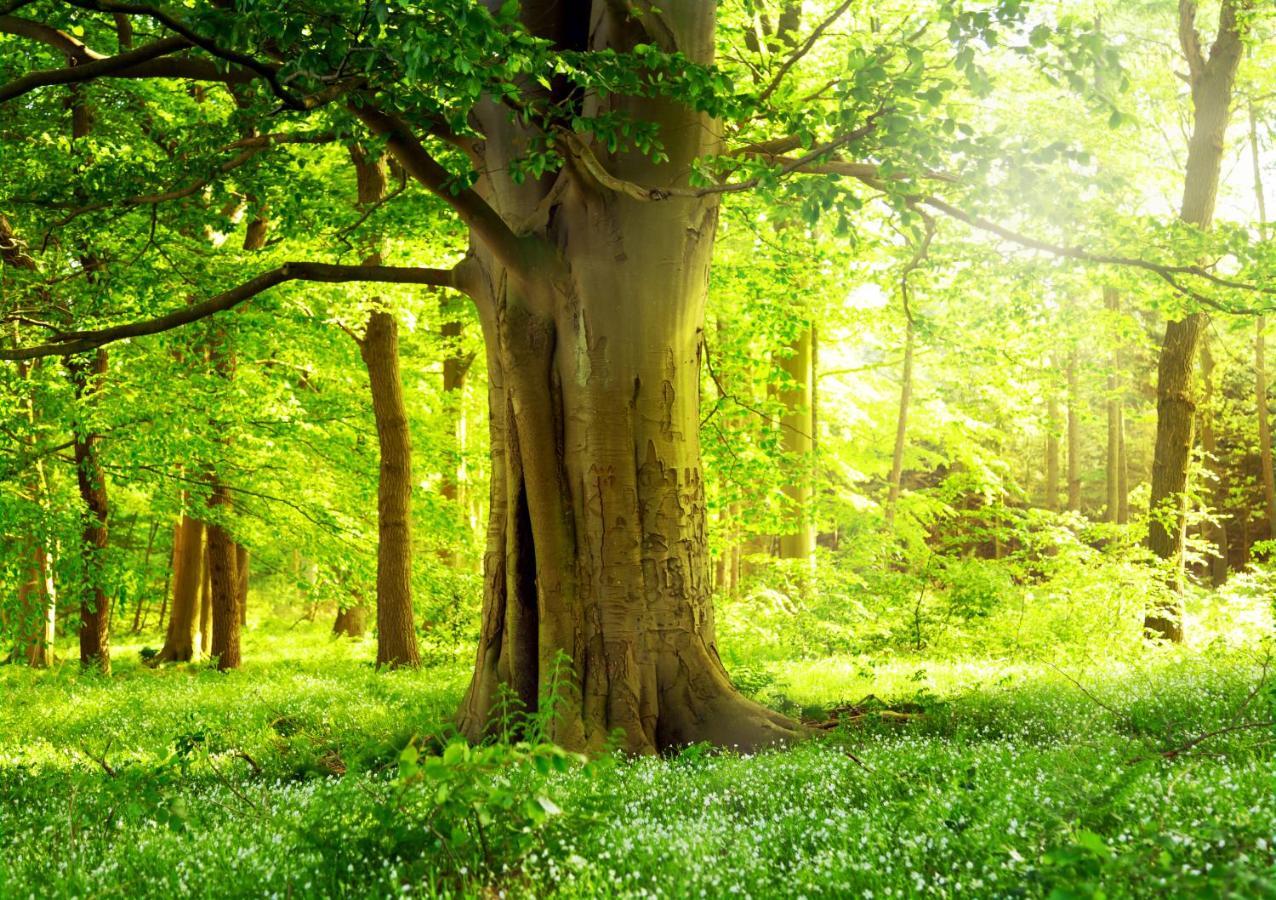 Ferienwohnung Am Weltnaturerbe Grumsin Ziehten Εξωτερικό φωτογραφία