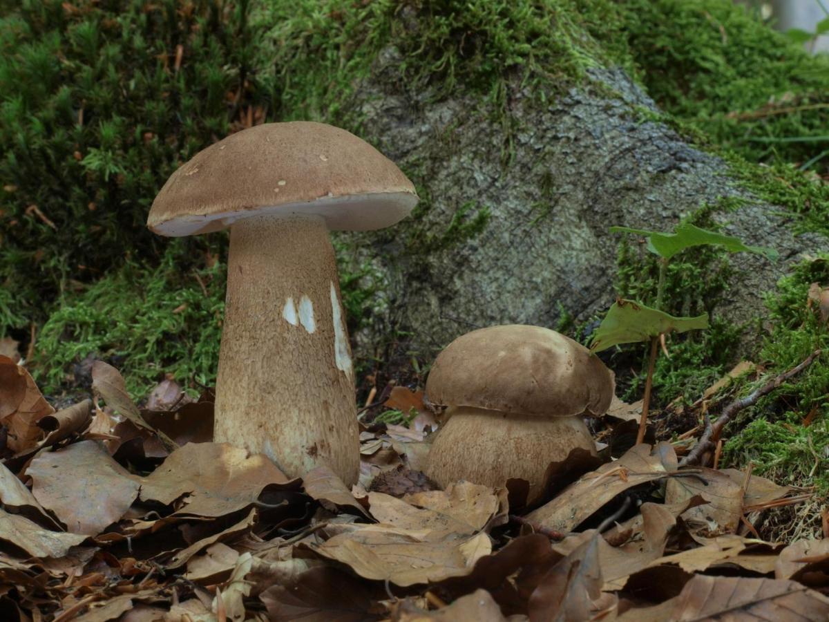 Ferienwohnung Am Weltnaturerbe Grumsin Ziehten Εξωτερικό φωτογραφία