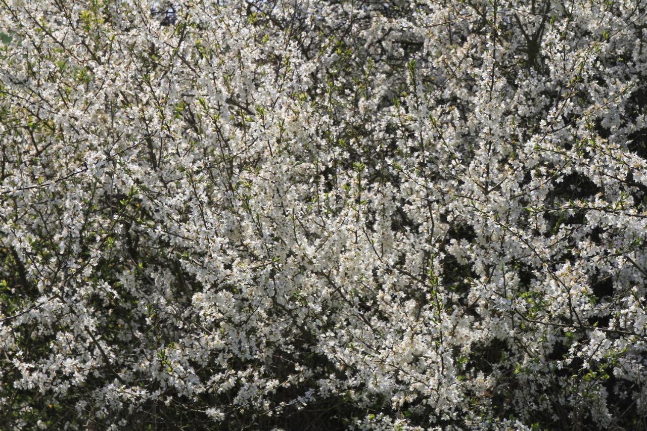 Ferienwohnung Am Weltnaturerbe Grumsin Ziehten Εξωτερικό φωτογραφία