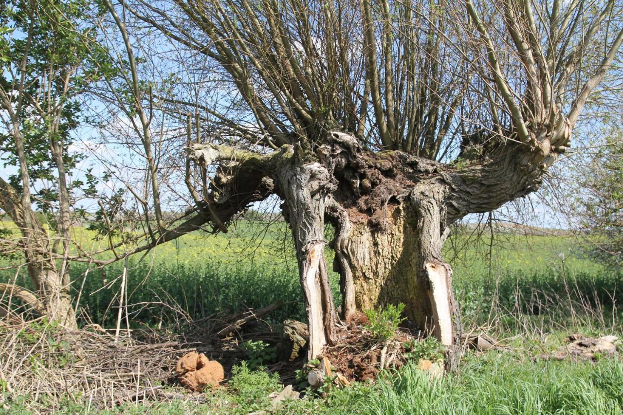 Ferienwohnung Am Weltnaturerbe Grumsin Ziehten Εξωτερικό φωτογραφία